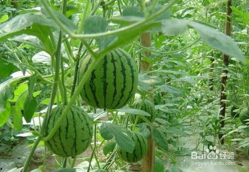 桑树坪吃瓜事件,一场引发热议的网络狂欢